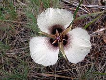 Calochortus umpquaensis httpsuploadwikimediaorgwikipediacommonsthu