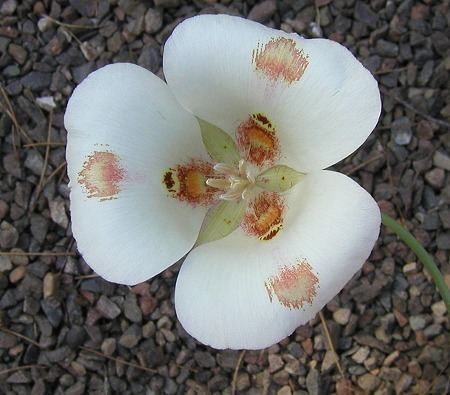 Calochortus venustus Pacific Bulb Society Favorite White Flowered Bulbs