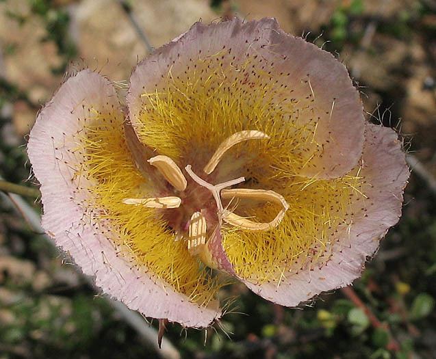 Calochortus weedii Wildflowers NPS SAMO NRA Calochortus weedii var intermedius