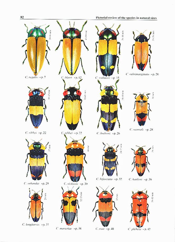 Calodema Review of Calodema and Metaxymorpha Beetles In The Bush