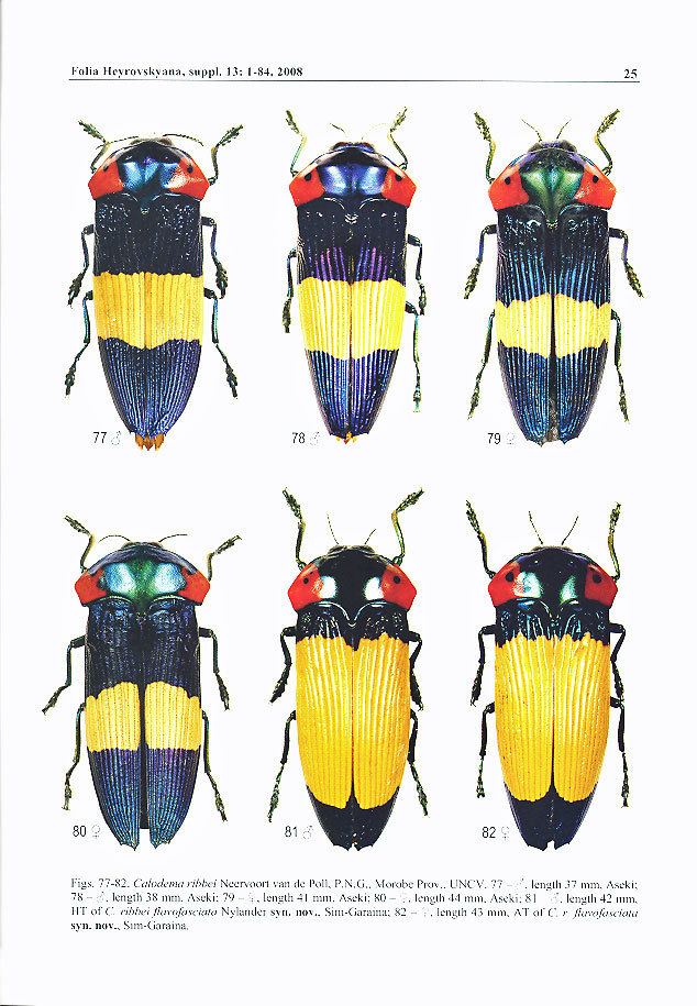 Calodema Review of Calodema and Metaxymorpha Beetles In The Bush