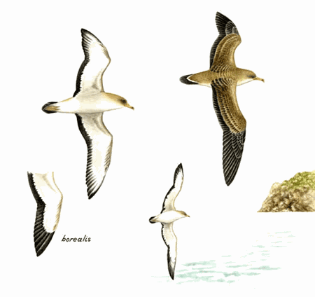 Calonectris Corys Shearwater Calonectris diomedea Planet of Birds