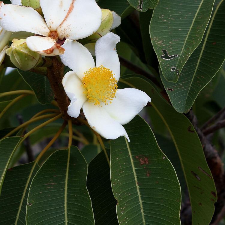 Calophyllaceae The World39s Best Photos of calophyllaceae and clusiaceae Flickr