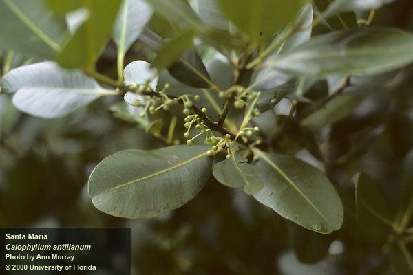 Calophyllum antillanum Calophyllum antillanum UFIFAS Center for Aquatic and Invasive Plants