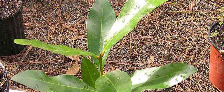 Calophyllum antillanum Beauty Leaf Santa Maria Galba Alexandrian Laurel Mast Wood
