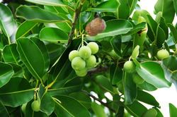 Calophyllum antillanum httpsuploadwikimediaorgwikipediacommonsthu