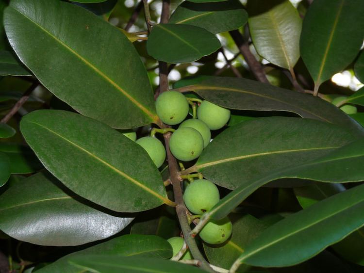 Calophyllum antillanum Especie FVEB El Verde