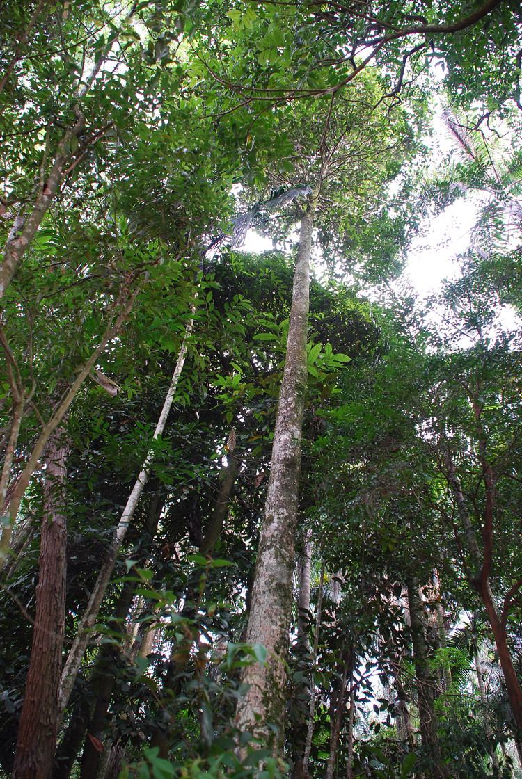 Calophyllum brasiliense Calophylle du Brsil Wikiwand