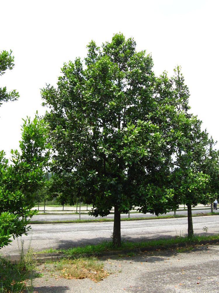 Calophyllum brasiliense FileCalophyllum brasiliensejpg Wikimedia Commons