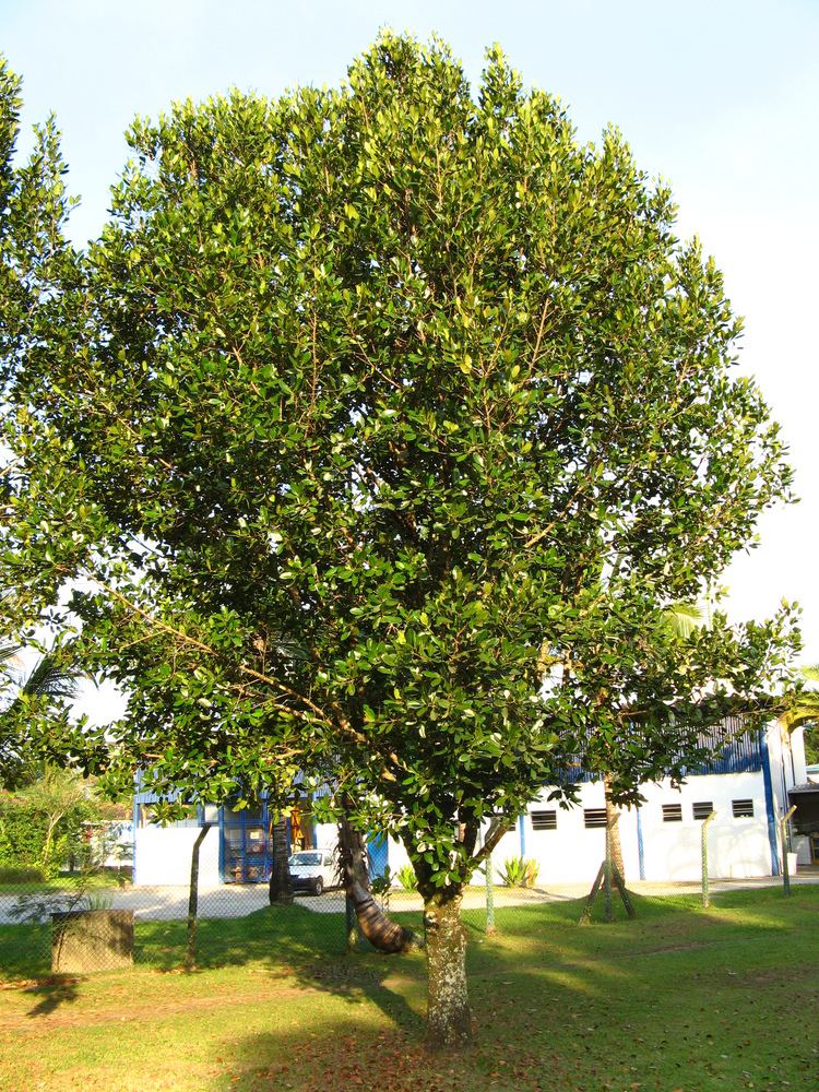 Calophyllum brasiliense FileCalophyllum brasiliense littoral paulista IMG 2453JPG