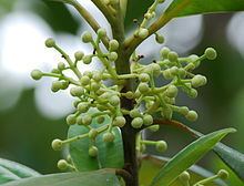 Calophyllum brasiliense httpsuploadwikimediaorgwikipediacommonsthu