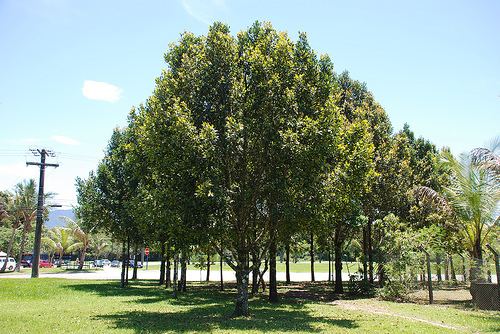 Calophyllum brasiliense GuanandiJacareba calophyllum brasiliense Guttiferae Bertioga