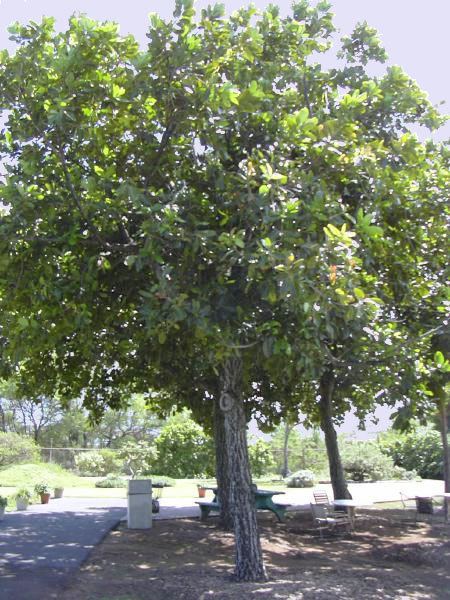 Calophyllum inophyllum Calophyllum inophyllum seed oil Wikipedia