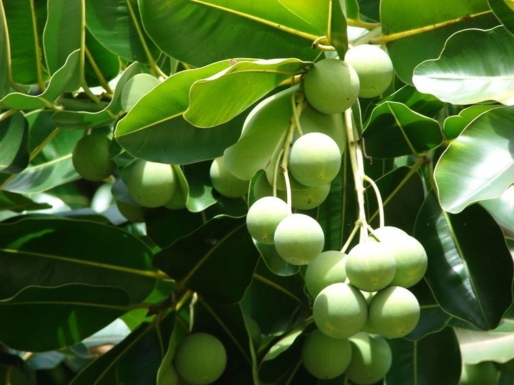 Calophyllum inophyllum Tamanu Nut Tree Calophyllum Inophyllum Overview Health Benefits