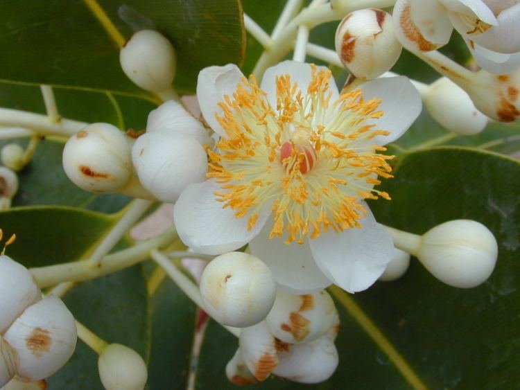 Calophyllum inophyllum httpsuploadwikimediaorgwikipediacommons55