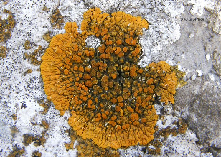 Caloplaca Caloplaca flavescens images of British lichens