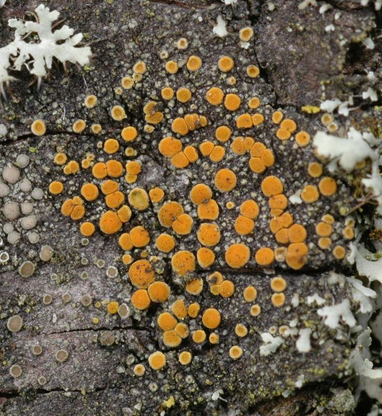 Caloplaca Caloplaca atroflava Lichens of Wales