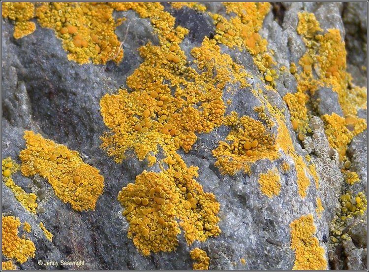 Caloplaca marina Irish lichens Caloplaca marina