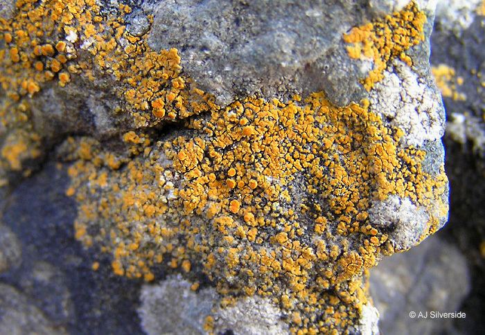 Caloplaca marina Caloplaca marina images of British lichens