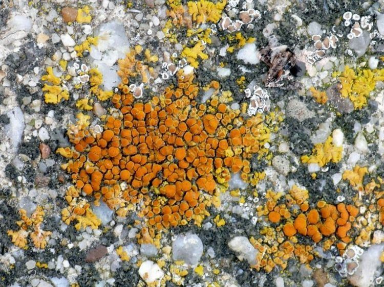 Caloplaca saxicola Image Caloplaca saxicola Orange Lichen BioLibcz