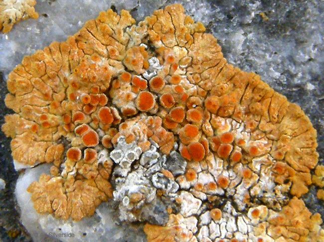 Caloplaca saxicola Caloplaca saxicola images of British lichens
