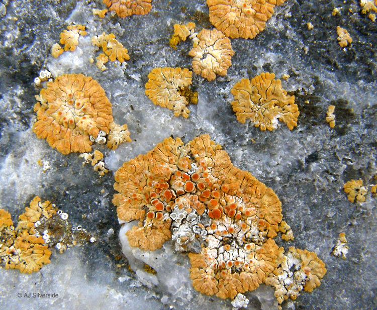Caloplaca saxicola Caloplaca saxicola images of British lichens