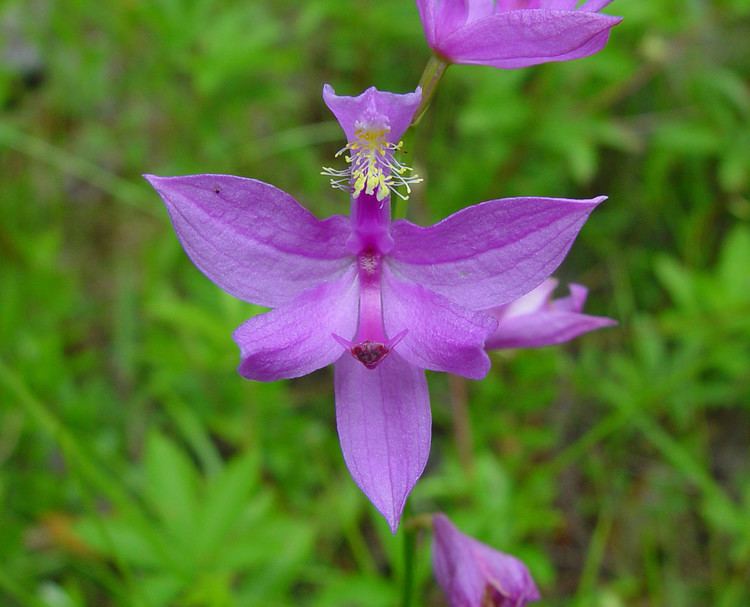 Calopogon Calopogon tuberosus tuberous grasspink Go Botany