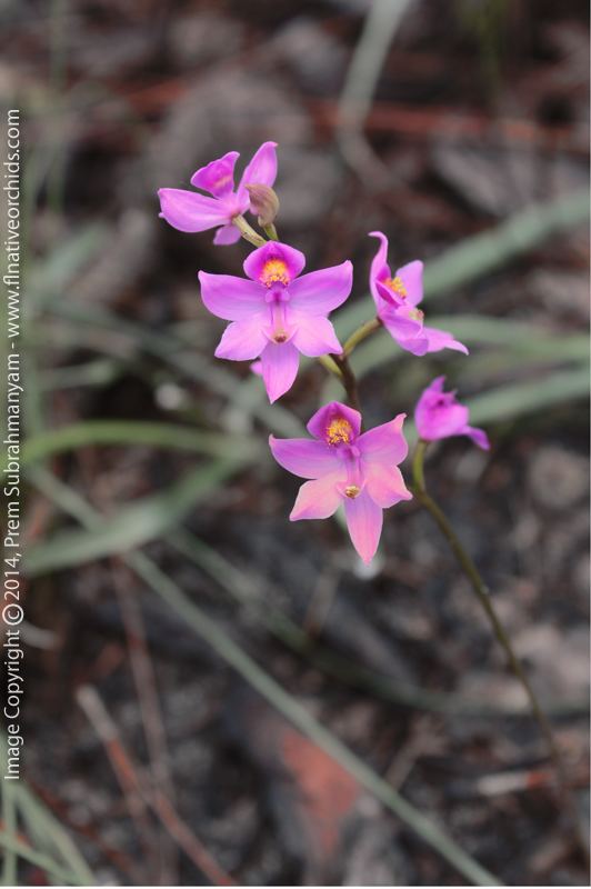 Calopogon multiflorus The Florida Native Orchid Blog Multiflowered Grass Pink Calopogon