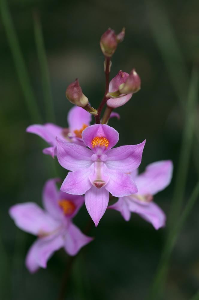Calopogon multiflorus Calopogon multiflorus Many Flowered Grass Pink Go Orchids