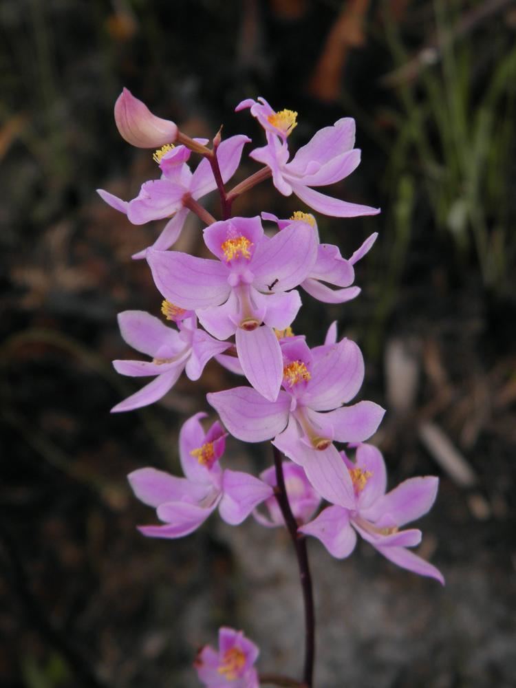 Calopogon multiflorus Calopogon multiflorus Many Flowered Grass Pink Go Orchids