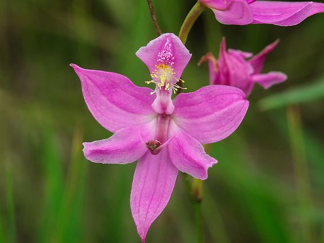 Calopogon oklahomensis ipernity Calopogon oklahomensis Oklahoma Grasspink orchid by