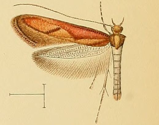 Caloptilia aurantiaca