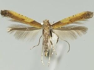 Caloptilia azaleella Moth Photographers Group Caloptilia azaleella 0592