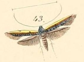 Caloptilia chrysitis