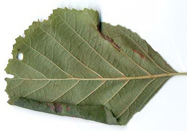 Caloptilia elongella Caloptilia elongella Lepidoptera Gracillariidae in Leaf and stem