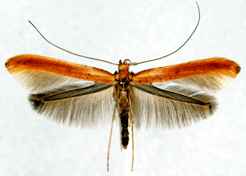 Caloptilia elongella Caloptilia elongella Insecta Lepidoptera Gracillariidae