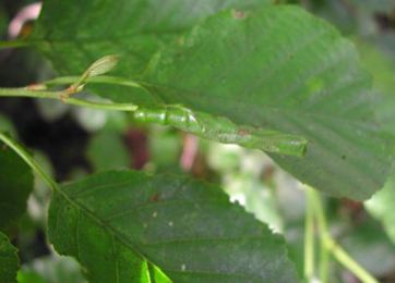 Caloptilia elongella Gallery Caloptilia elongella Lepidoptera Gracillariidae in Leaf