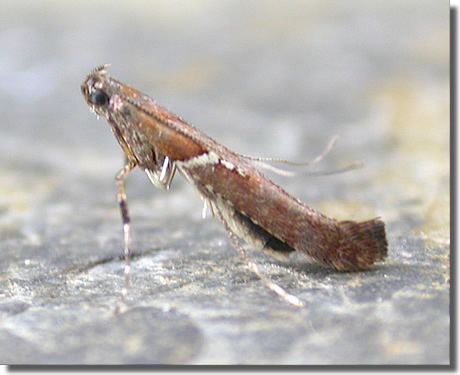Caloptilia semifascia Hants Moths 15012 Caloptilia semifascia