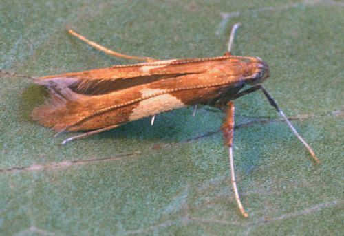 Caloptilia stigmatella Hants Moths 15010 Caloptilia stigmatella