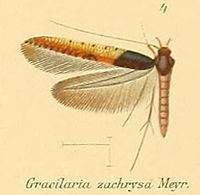 Caloptilia zachrysa httpsuploadwikimediaorgwikipediacommonsthu