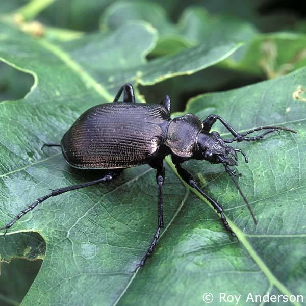 Calosoma inquisitor Calosoma inquisitor Ground Beetles of Ireland
