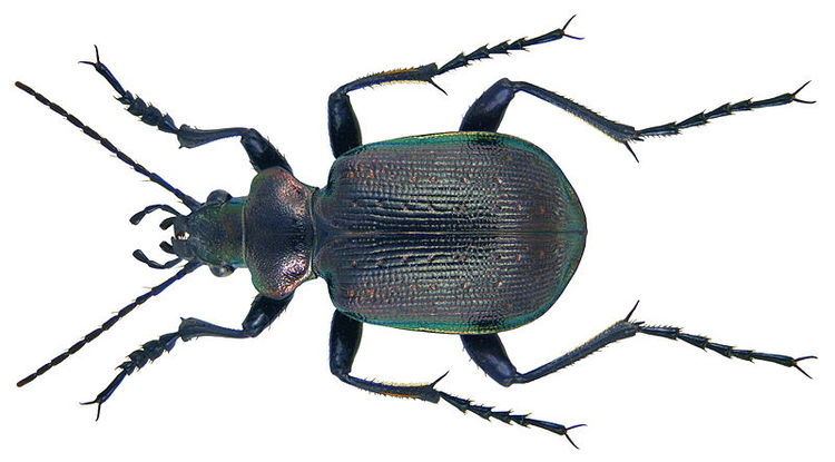 Calosoma inquisitor Calosoma inquisitor Ground beetle