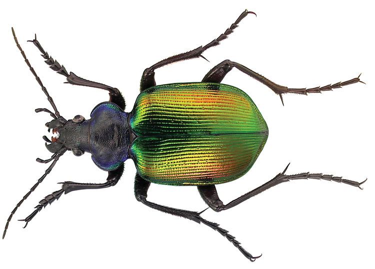 Calosoma sycophanta FileCalosoma sycophanta L ZooKeys245001g009 rotatedpng