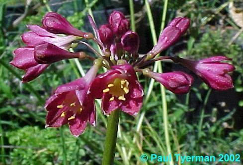 Calostemma Pacific Bulb Society Calostemma