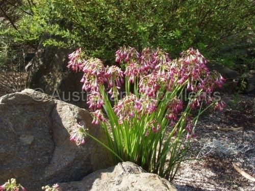 Calostemma Australian Succulents Calandrinia creethae gt Calostemma purpureum