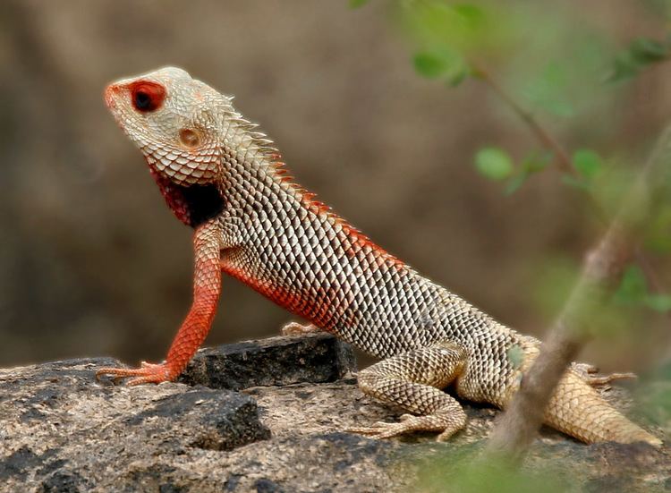 Calotes FileIndian Garden Lizard Calotes versicolor in AP W IMG 9913jpg