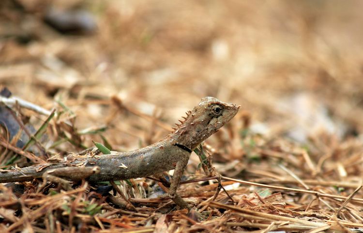 Calotes rouxii FileCalotes rouxii India8jpg Wikimedia Commons