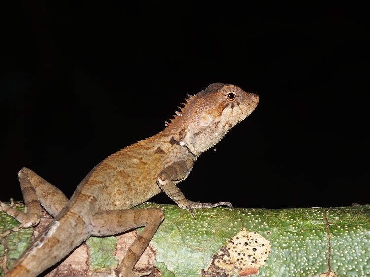 Calotes rouxii Calotes rouxii Dumril amp Bibron 1837 Species India Biodiversity