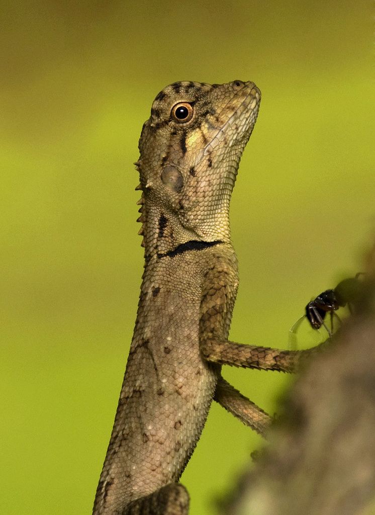 Calotes rouxii Calotes rouxii Roux39s Forest Calotes or Roux39s Forest Liza Flickr