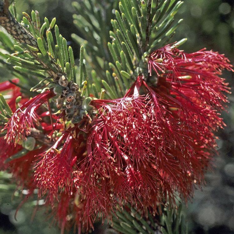 Calothamnus Australian Seed CALOTHAMNUS quadrifidus Red fls